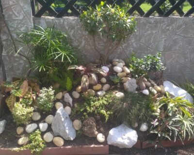 Vishwkarma – Garden service, Plant Nursery, Landscape Designer – Online Gardeners in Indore, Madhya Pradesh