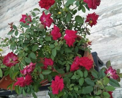 Vishwkarma – Garden service, Plant Nursery, Landscape Designer – Online Gardeners in Indore, Madhya Pradesh