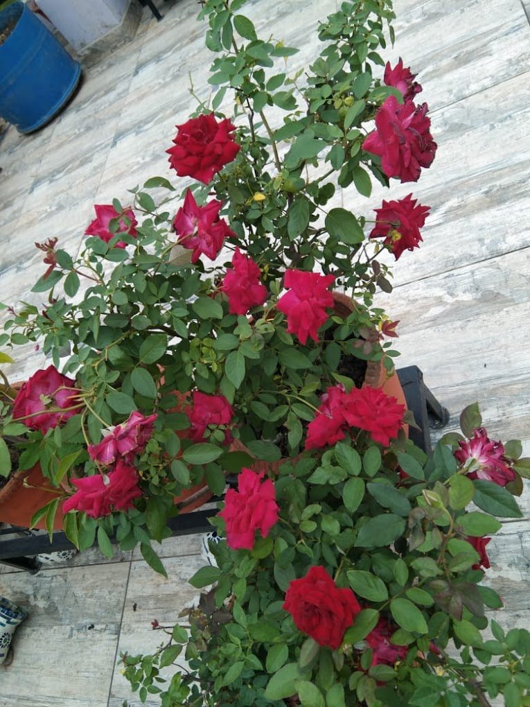 Vishwkarma – Garden service, Plant Nursery, Landscape Designer – Online Gardeners in Indore, Madhya Pradesh