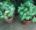 Vishwkarma – Garden service, Plant Nursery, Landscape Designer – Online Gardeners in Indore, Madhya Pradesh