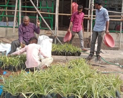 Vrundavan – Garden service, Landscape Designer – Online Gardeners in Vadodara, Gujarat