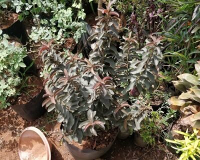 Vrundavan – Garden service, Landscape Designer – Online Gardeners in Vadodara, Gujarat