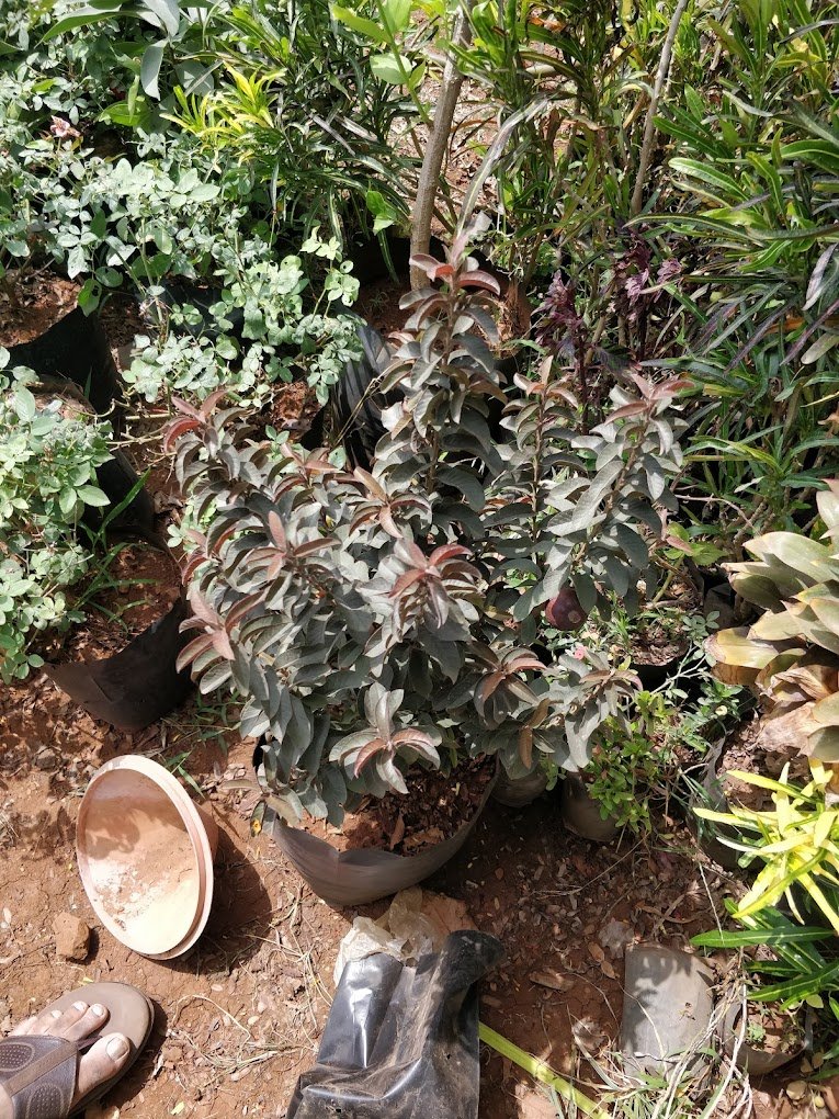 Vrundavan – Garden service, Landscape Designer – Online Gardeners in Vadodara, Gujarat