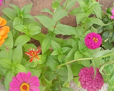 Zen Garden Plant Nursery – Online Gardeners in Begusarai, Bihar