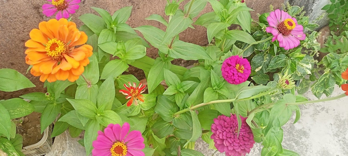 Zen Garden Plant Nursery – Online Gardeners in Begusarai, Bihar