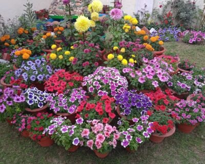 Zen-Garden-Plant-Nursery-Online-Gardeners-in-Begusarai-Bihar-6