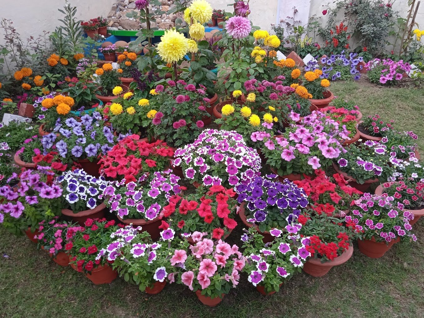 Zen Garden Plant Nursery – Online Gardeners in Begusarai, Bihar