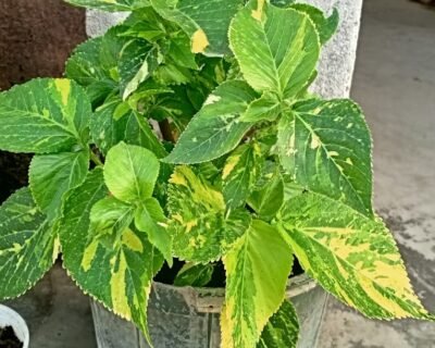 Zen Garden Plant Nursery – Online Gardeners in Begusarai, Bihar