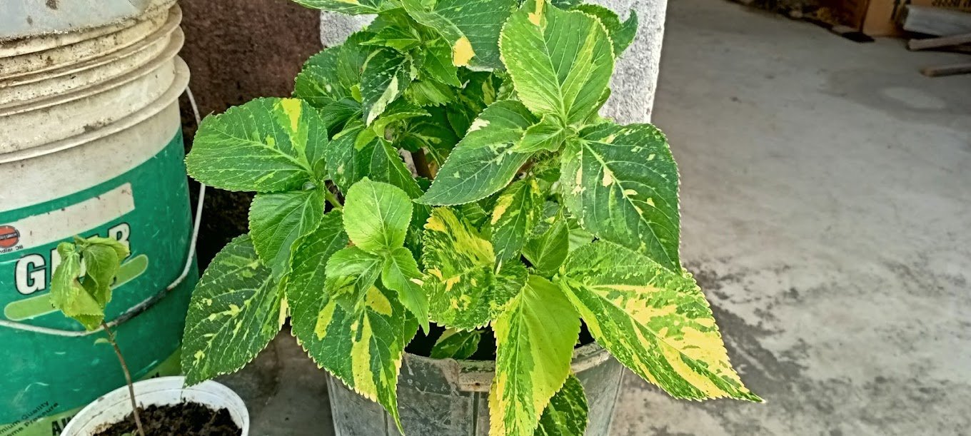 Zen Garden Plant Nursery – Online Gardeners in Begusarai, Bihar