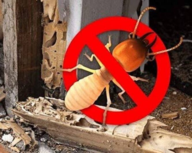 Pestron – Pest Control for Residential & Commercial, Best Pest Control Service in Lucknow, Uttar Pradesh