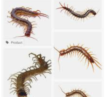 Shivang-Pest-Control-for-Residential-Commercial-Best-Pest-Control-Service-in-Indore-Madhya-Pradesh-