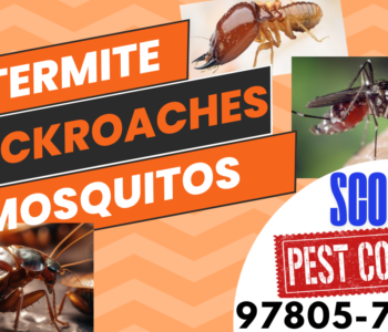 Scoot-Pest Control Services in Chandigarh Scoot-Pest Control Services in Chandigarh
